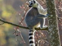Katta Lemur